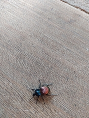 Brachygnathus festivus