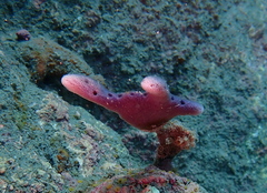 Dactylia varia