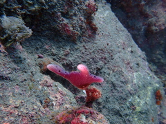 Dactylia varia