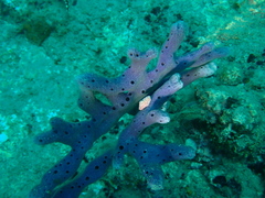 Dactylia varia