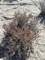 Coleogyne ramosissima