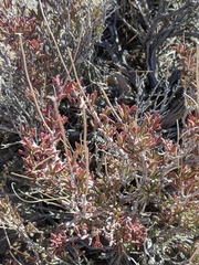 Coleogyne ramosissima