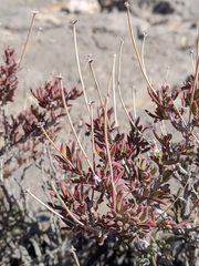 Coleogyne ramosissima