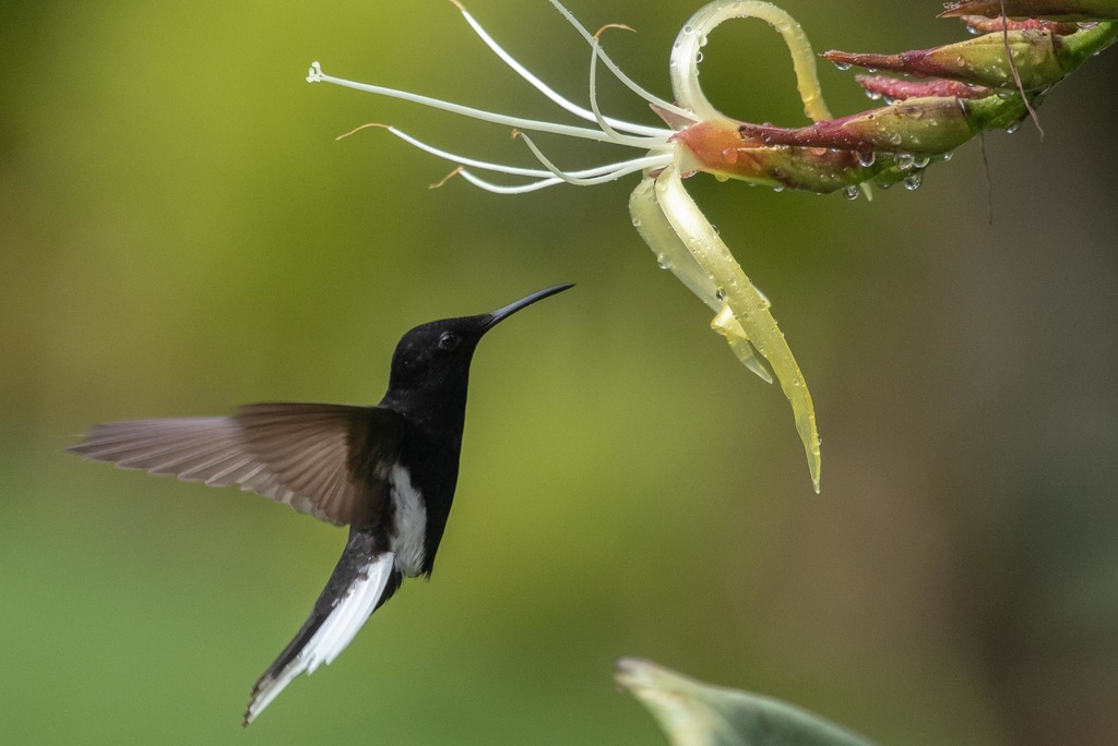 Black Jacobin (Florisuga fusca) photo