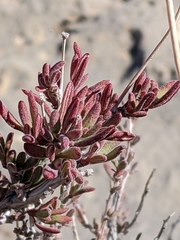 Coleogyne ramosissima