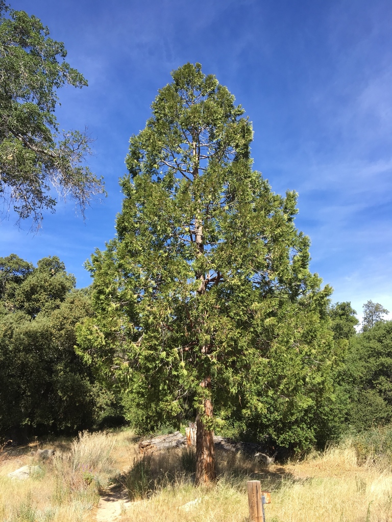 California incensecedar from San Diego County, CA, USA on May 11, 2018