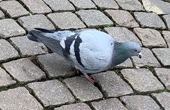 Columba livia domestica