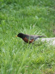 Turdus migratorius