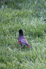 Turdus migratorius