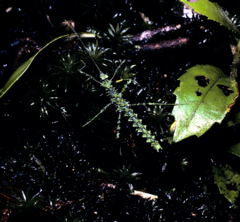 Conogalactea imponens
