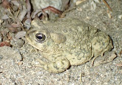 Anaxyrus californicus