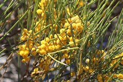 Acacia papyrocarpa