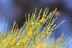Acacia papyrocarpa