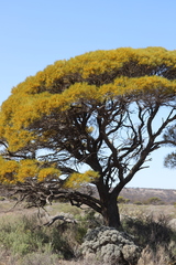 Acacia papyrocarpa