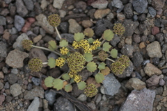 Pozoa volcanica