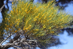 Acacia papyrocarpa