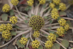 Pozoa volcanica