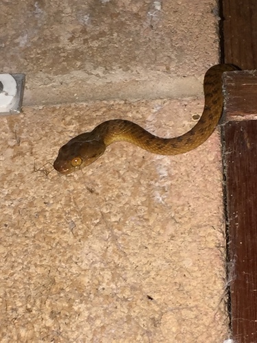 Brown Tree Snake sighting