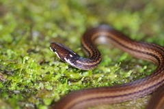 Slevin's Tropical Ground Snake