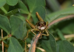 Aspidophyma americana