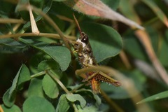 Aspidophyma americana