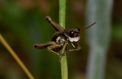 Aspidophyma americana