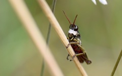 Aspidophyma americana