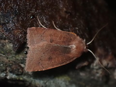 Epiglaea decliva