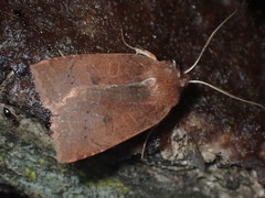 Epiglaea decliva
