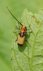 Essostrutha laeta