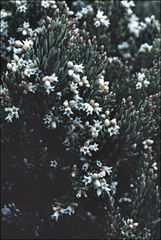 Acrothamnus hookeri
