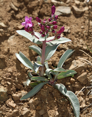 Penstemon patens