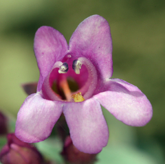 Penstemon patens