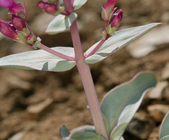 Penstemon patens
