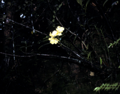 Rhododendron crassifolium