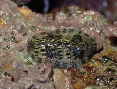 Sypharochiton