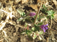 Dyschoriste hirsutissima