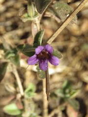 Dyschoriste hirsutissima