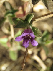 Dyschoriste hirsutissima