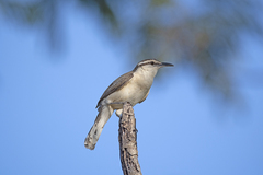 Campylorhynchus griseus