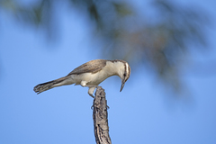 Campylorhynchus griseus