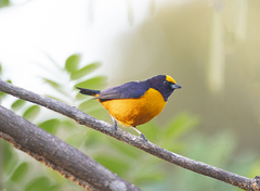 Euphonia finschi