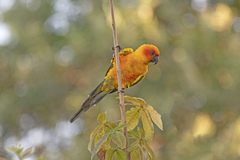 Aratinga solstitialis