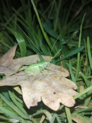 Cyrtaspis scutata