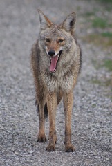 Canis latrans ochropus