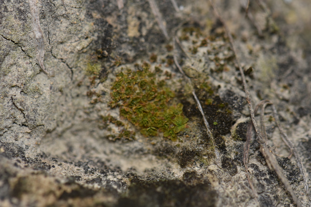 Tortula vahliana