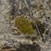 Tortula vahliana - Photo (c) Konrad and Roland Greinwald, some rights reserved (CC BY-NC), uploaded by Konrad and Roland Greinwald