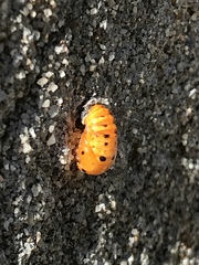 Coccinella septempunctata