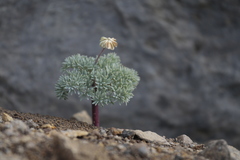 Callianthemoides semiverticillata