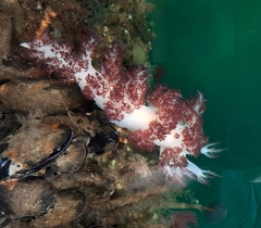 Dendronotus rufus